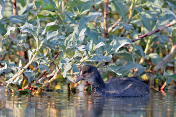 A juvenile Coot - Fulica atra, Crete