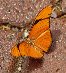 Orange butterfly with water droplets
