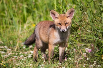 baby fox in the wild