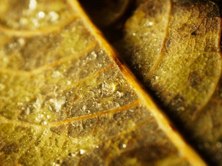 Autumn leaf with droplets, macro closeup. Autumnal, abstract background. Selective focus.