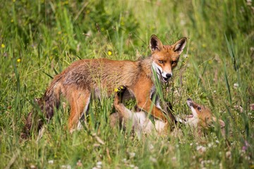 Mother fox plays with her baby