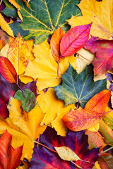 Autumn background of yellow and colored leaves,