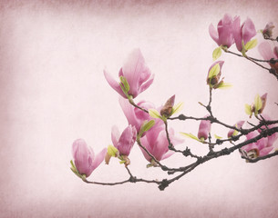 Pink magnolia flowers on old paper background