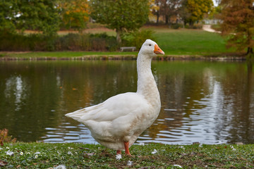 Goose in a park