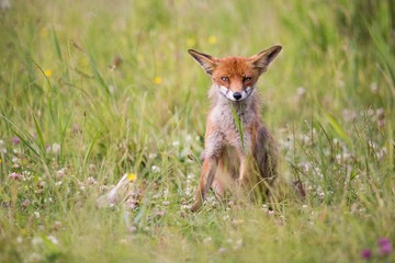 sly fox