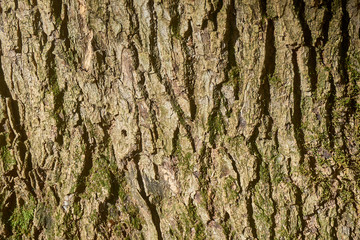 The cracked bark of an old tree in places covered with moss, like the original natural texture for the background. Natural tree bark with hues of brown yellow-green nature concept for design