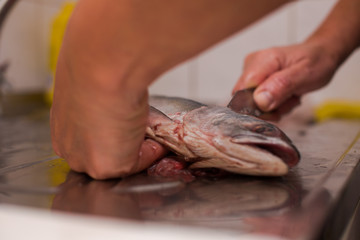 knife cleaning fish