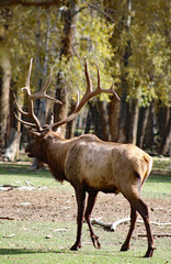 Boss Elk