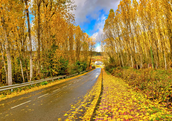 Naklejka premium Autumn scene with fallen leaves covering sidewalk and tree-lined highway.