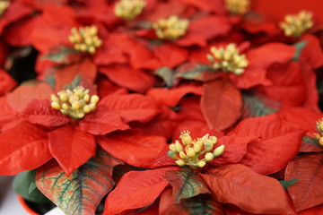 Closeup of red poinsettia flowers (Euphorbia pulcherrima)