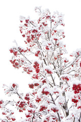 Ashberry in winter on natural background