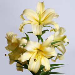 A branch of tender yellow lilies isolated on a gray background.