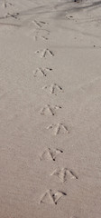 Bird tracks on beech