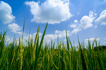 Fototapeta premium Rice field with blue sky in the background.