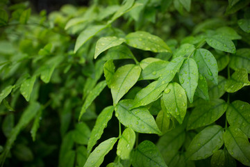 Green bushes background. Leaves texture background