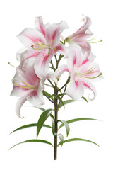 Obraz na płótnie Canvas Branch of tender pink lilies isolated on white background.