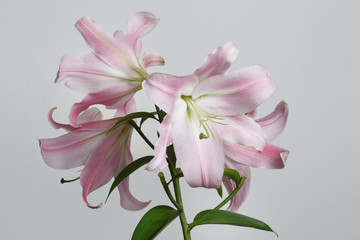 A branch of delicate pink lilies isolated on a gray background.