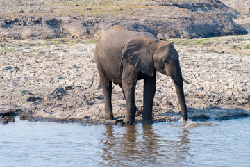 ein Elefanten säuft Wasser am Chobe River, Chobe Nationalpark, Botswana