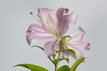 A branch of delicate pink lilies isolated on a gray background.