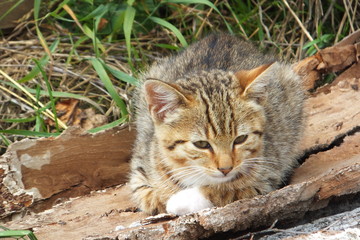 junge wildkatze auf holzscheit