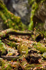 Canyon landscape in the fall