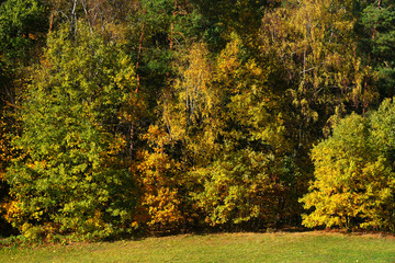 Forests in the Saxony mountains