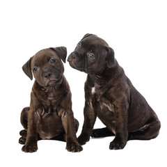 two cute brown English Staffordshire bull Terrier puppy sitting isolated on white background, close up
