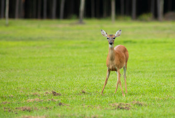 Single whitetail doe