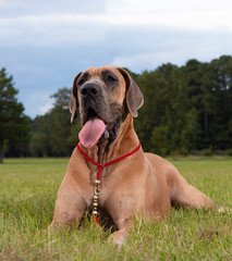 Panting purebred dog