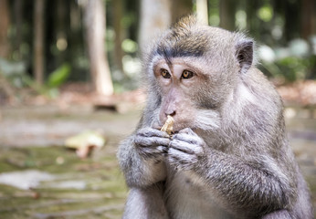 Long-tailed macaque on Bali island