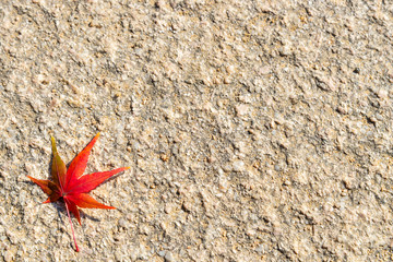 Red maple autumn leaf on the rough background.