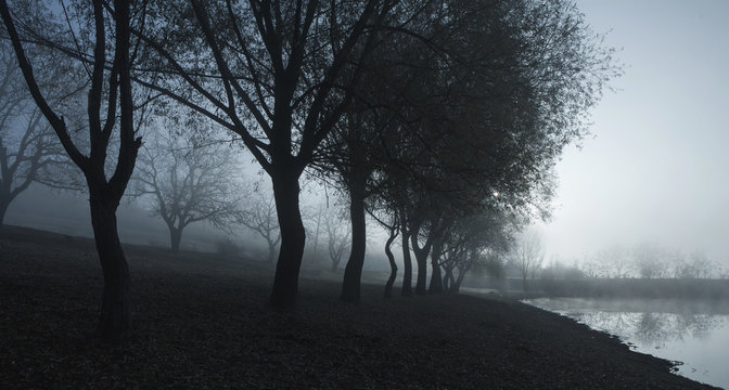 Fototapeta Foggy morning summer landscape with row of trees. Misty morning in the forest. Beautiful Nature Wild Landscape