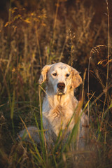 Portrait of adorable beige dog breed golden retriever sitting in the withered rye field in autumn at sunset