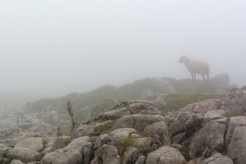 view of the sheep lost in the fog