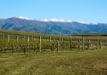 Fototapeta na wymiar In a vineyard looking at mountains near Clyde and Alexandra in New Zealand