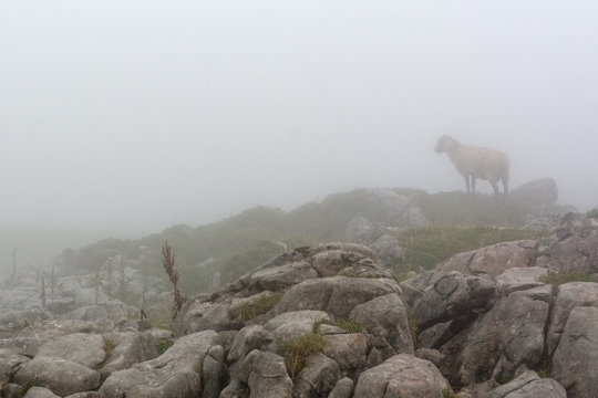 View Of The Sheep Lost In The Fog