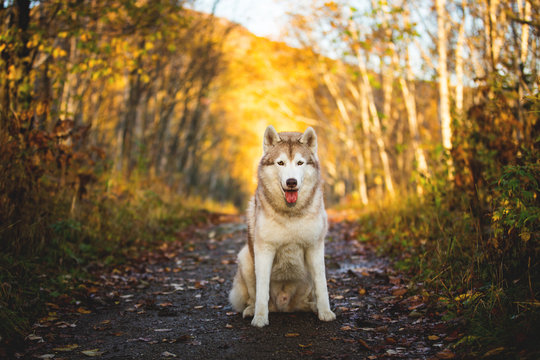 Portrait of free and gorgeous Siberian Husky dog sitting in the bright enchanting golden fall forest