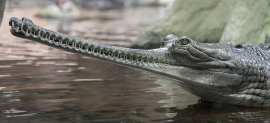 The gharial (Gavialis gangeticus), also known as the gavial, is a crocodilian in the family Gavialidae.