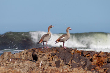 Two egyptian geese getting splashed next to the sea