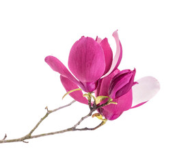 Naklejka na ściany i meble Pink magnolia flowers isolated on white background