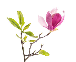 Pink magnolia flowers isolated on white background