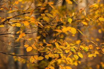 Autumn. Multicolored maple leaves lie on the grass.