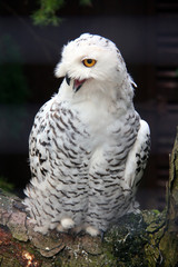 Un Harfang des neiges