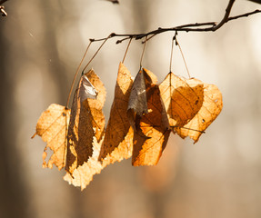 Autumn. Multicolored maple leaves lie on the grass.