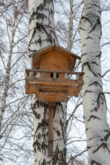 The birch house for birds and sky