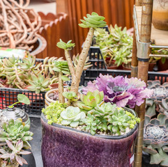  Miniature succulent plants in garden