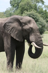 Fototapeta na wymiar Elefant - Südafrika