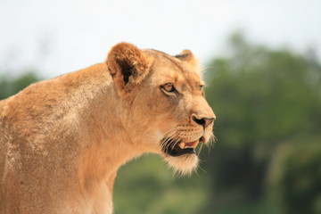 Löwin - Südafrika
