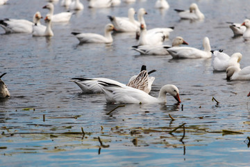 Oie des neiges, Snow Goose Migration Étang Burbank Danville, Estrie, Québec Canada