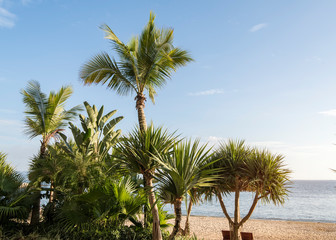 Obraz na płótnie Canvas Palm Trees Against Blue Sky